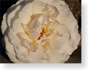 Rose grown by Jileen Russell at Hale Kumau, Hawaii 